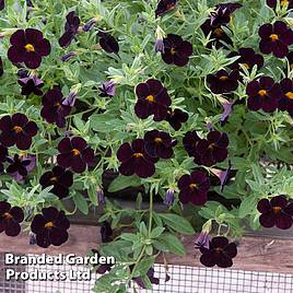 Calibrachoa Can-Can Black Cherry