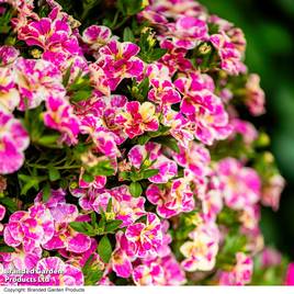 Calibrachoa Calita Double Pink Splash