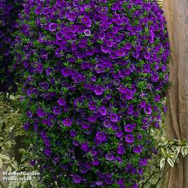 Calibrachoa Million Bells Blue