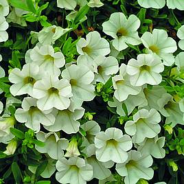 Calibrachoa Million Bells Ice