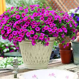 Calibrachoa Million Bells Fuchsia