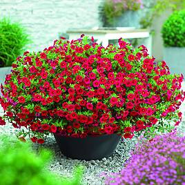 Calibrachoa Million Bells Scarlet