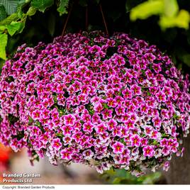 Calibrachoa Pink Lace