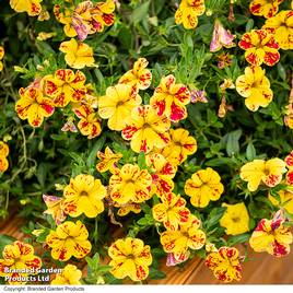 Calibrachoa Calita Yellow Red Splash