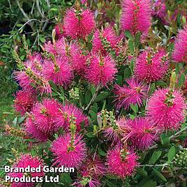 Callistemon viminalis Hot Pink