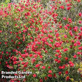 Callistemon Inferno