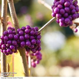 Callicarpa bodinieri var. giraldii Profusion