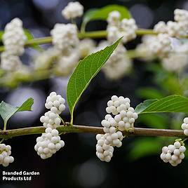 Callicarpa bodinieri Magical Snow Queen