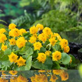 Caltha palustris Multiplex (Marginal Aquatic)
