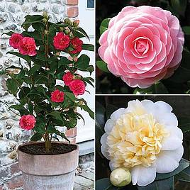 Camellia Blooming Wonder Trio