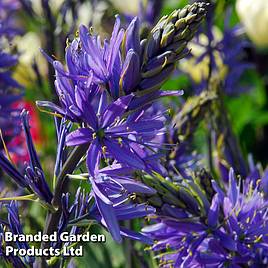 Camassia leichtlinii subsp. suksdorfii Caerulea