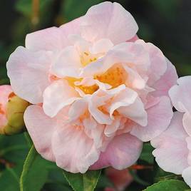Camellia High Fragrance