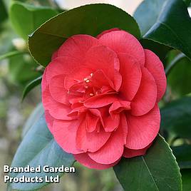 Camellia Blooming Wonder Red