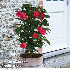 Camellia Blooming Wonder Red