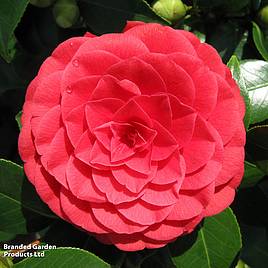 Camellia japonica Black Lace