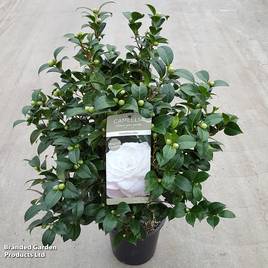 Camellia japonica Centifolia Alba