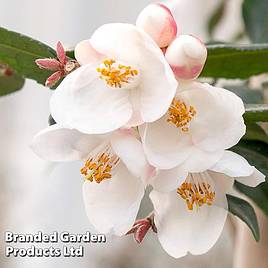 Camellia rosthorniana Cupido