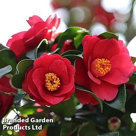 Camellia japonica subsp. rusticana Reigyoku
