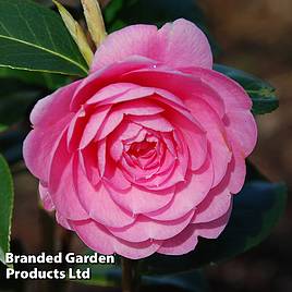 Camellia E G Waterhouse