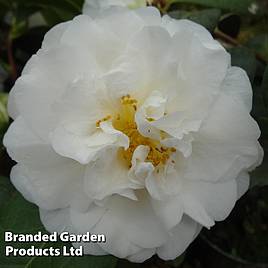 Camellia x williamsii E.T.R. Carlyon