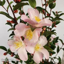 Camellia japonica Fairy Blush