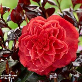 Camellia japonica Femme Fatale
