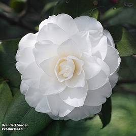 Camellia Golden Anniversary