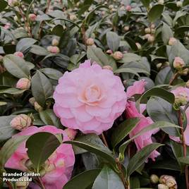 Camellia japonica Nuccios Cameo
