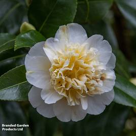 Camellia japonica Jurys Yellow
