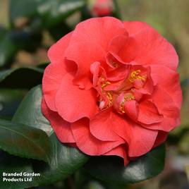 Camellia japonica Lady Campbell