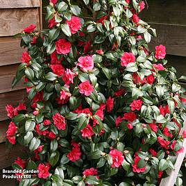 Camellia reticulata Mary Williams