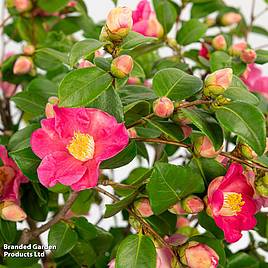 Camellia japonica Winter Perfume Pink