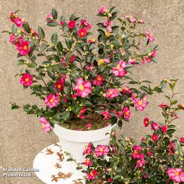 Camellia sasanqua Red