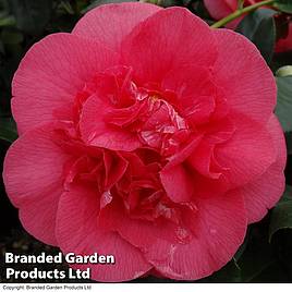 Camellia japonica R.L. Wheeler