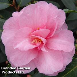 Camellia Spring Festival