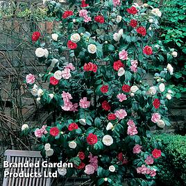 Camellia Tricolour