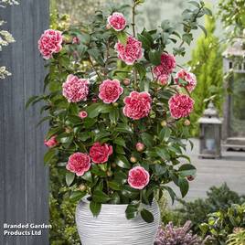 Camellia japonica Volunteer