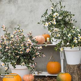 Camellia sasanqua White