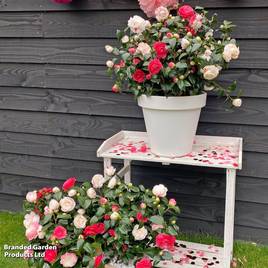 Camellia japonica Winter Festival