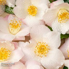 Camellia japonica Winter Perfume Pearl