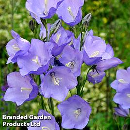 Campanula medium Blue