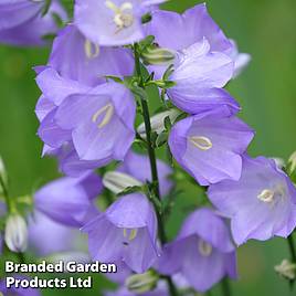 Campanula persicifolia Caerulea