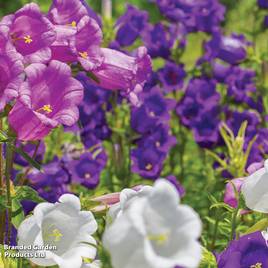 Campanula Canterbury Bells