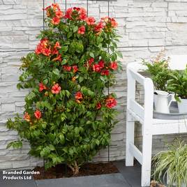 Campsis x tagliabuana Summer Jazz Fire Trumpet