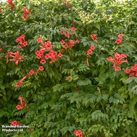 Campsis radicans Flamenco