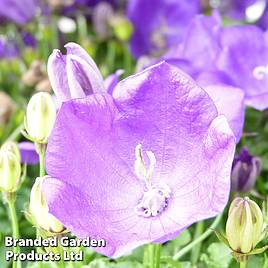Campanula carpatica Pearl Dark Blue