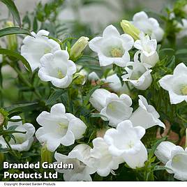 Campanula persicifolia var. alba