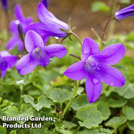 Campanula Resholt Variety