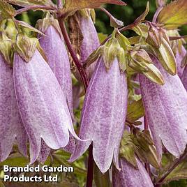 Campanula takesimana