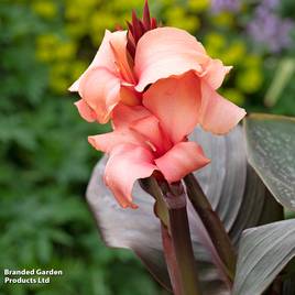 Canna x generalis Cannova Bronze Peach